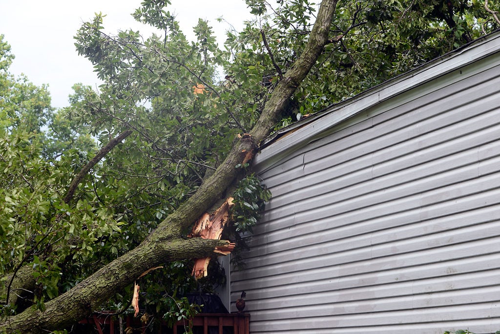 Tree Cleaning